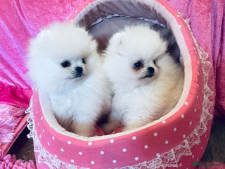 Pomeranian dogs - Advert 3