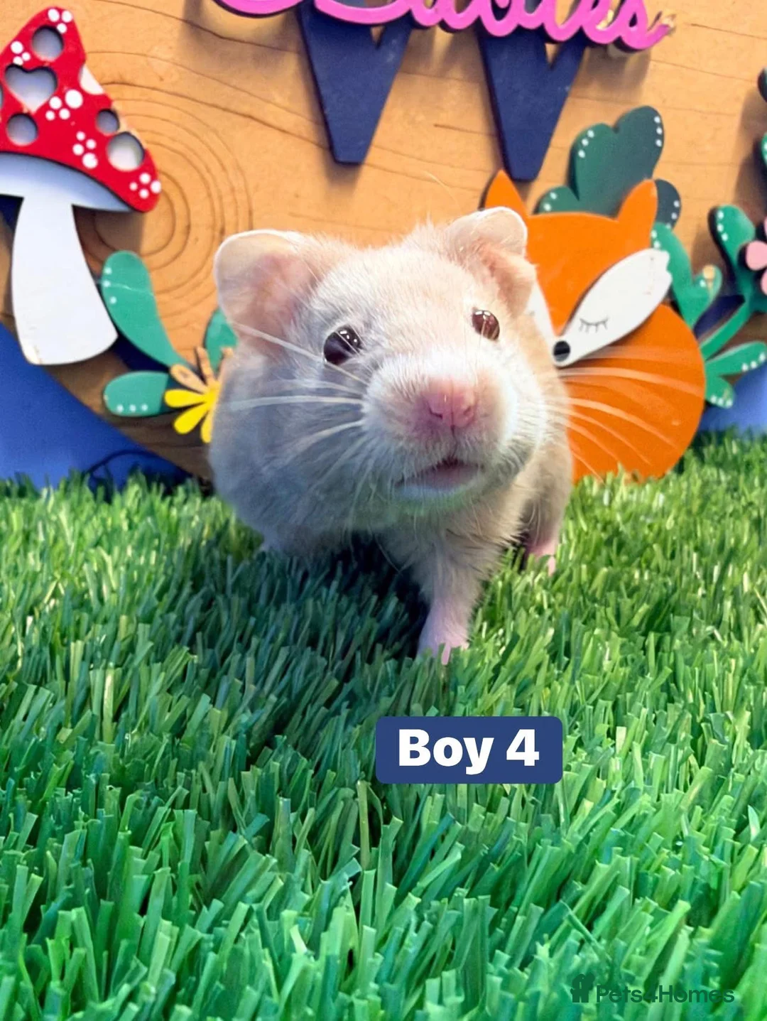 Hamster rodents for sale: Syrian Hamster Babiy Males Females Boy Girl - Advert 2