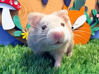 Hamster rodents Syrian Hamster Babiy Males Females Boy Girl - Advert 2