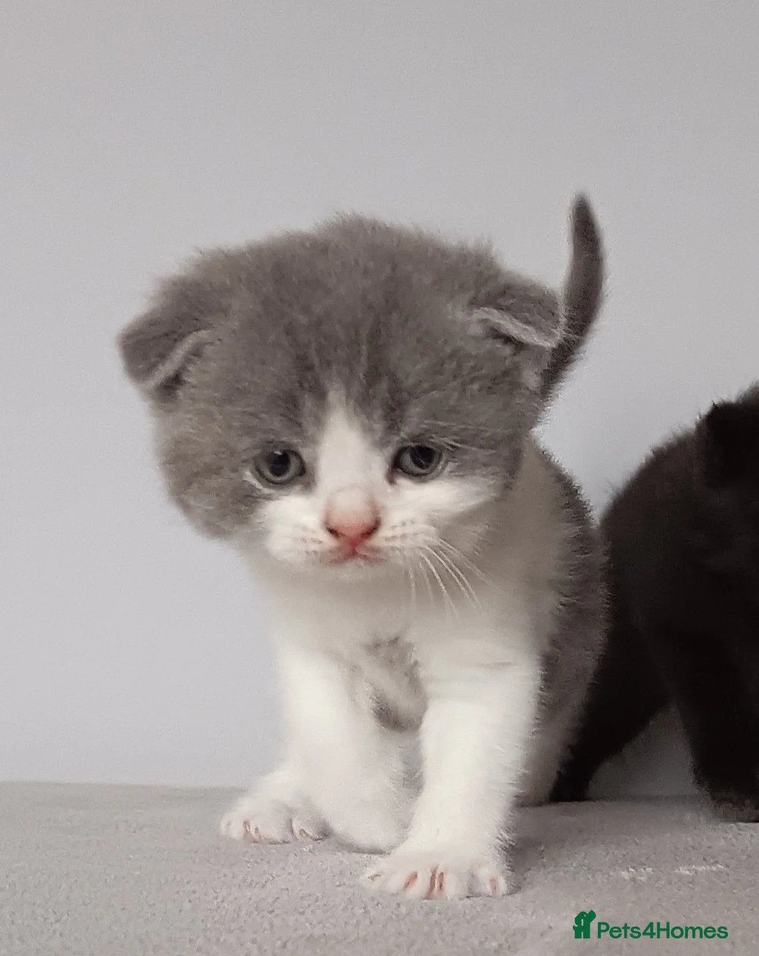 Scottish Fold cats for sale: Beautiful kittens - Advert 7