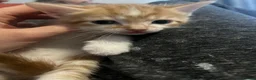 Mixed Breed cats for sale: Two gorgeous boy kittens ready to leave  - Advert 36