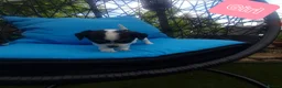Chihuahua dogs for sale: Beautiful puppies for sale in Diss - Advert 4
