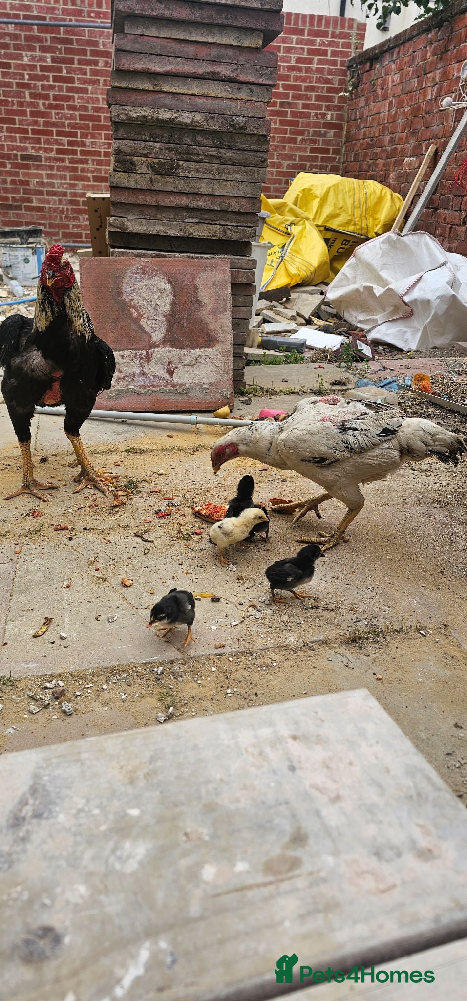 Chickens poultry Brazilian indio - Advert 1