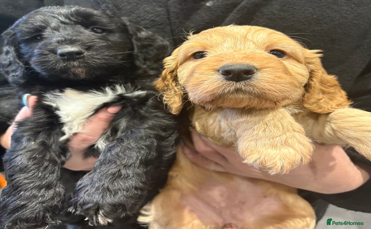 Cockapoo dogs - Advert 15