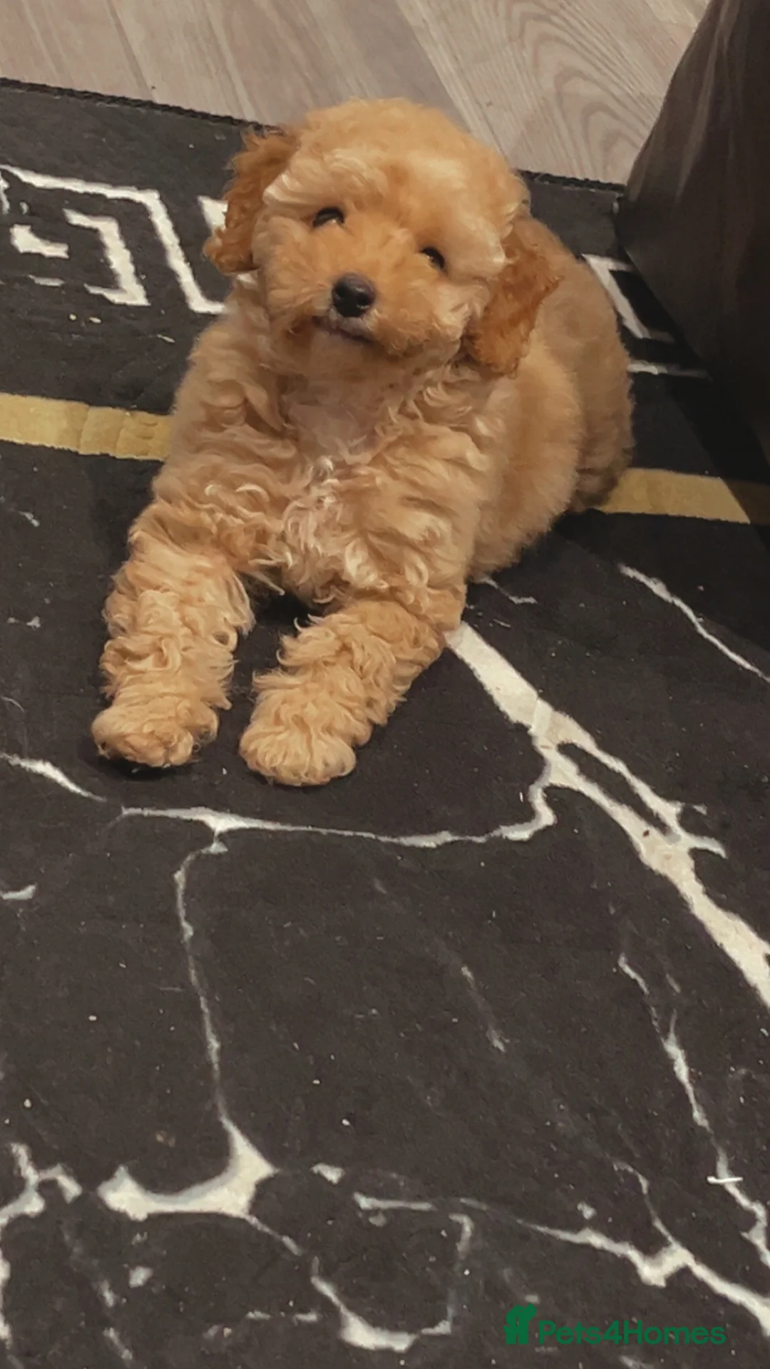 Toy Poodle dogs for sale: Lola  - Advert 7