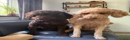 Double Doodle dogs for sale: Rare Australian Double Doodles in Brough - Advert 9