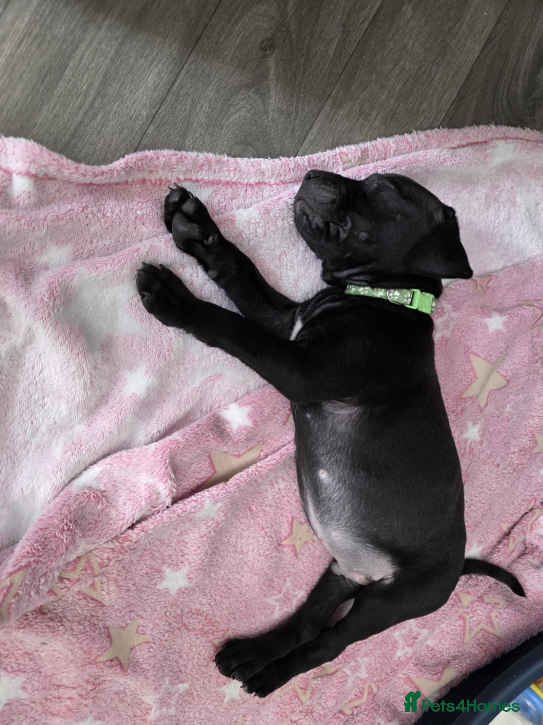 Staffordshire Bull Terrier dogs for sale: Staffordshire bull terrier puppies  - Image 12