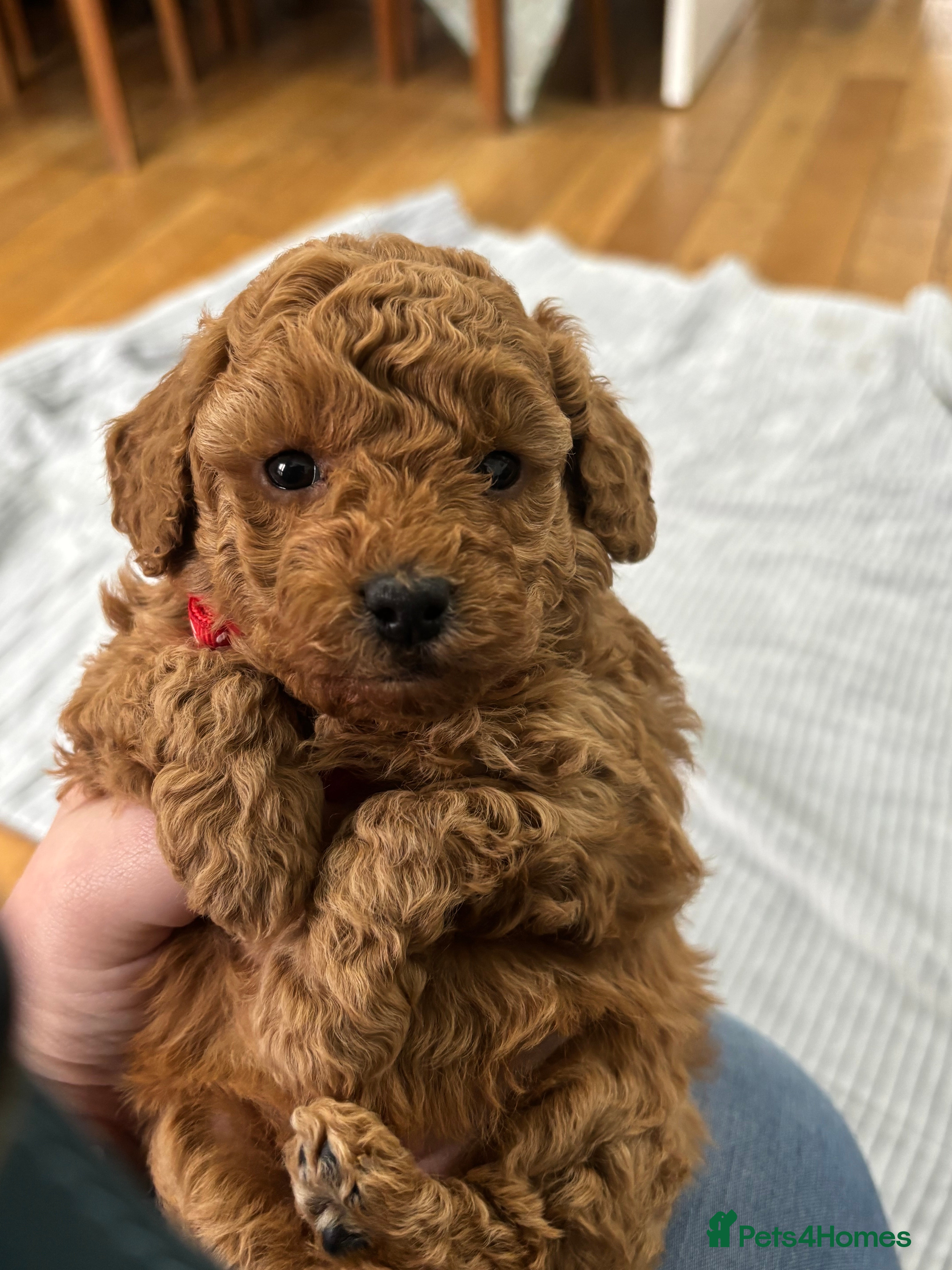 Toy Poodle dogs Kc reg Dna Tested Toy Poodle Puppies  - Advert 10