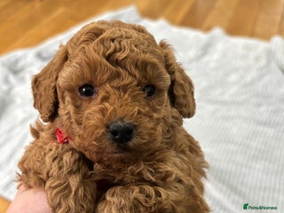 Toy Poodle dogs Kc reg Dna Tested Toy Poodle Puppies - Advert 10