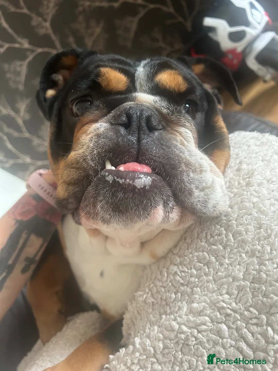 English Bulldog dogs for sale: 2.5 year old female bulldog KC registered  in Middlesbrough - Advert 2