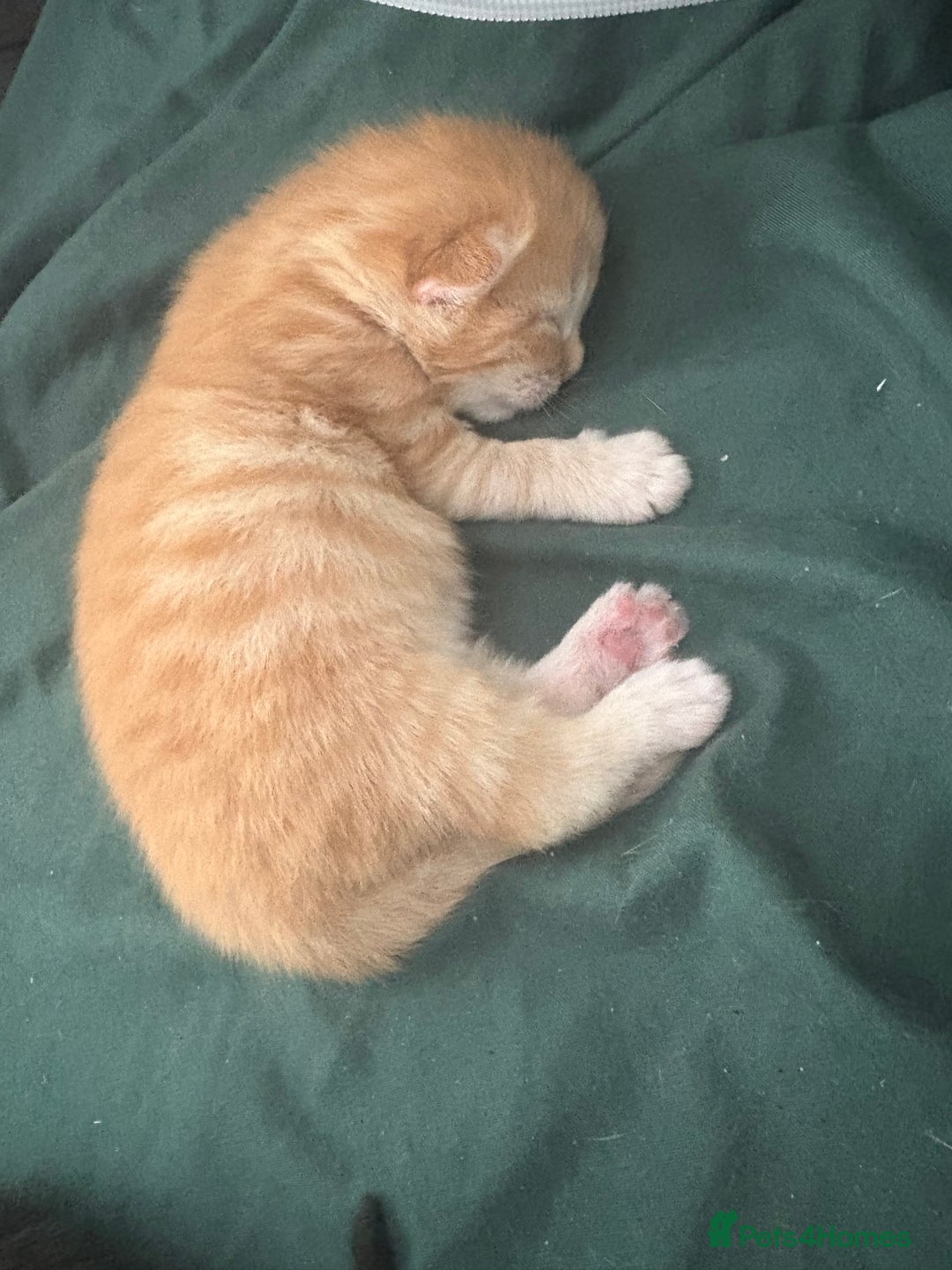 Bengal cats for sale: Beautiful bengal & 1 ginger  - Image 7