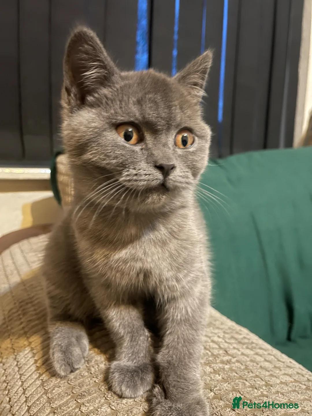 British Shorthair cats for sale: High quality British short hair - Advert 3