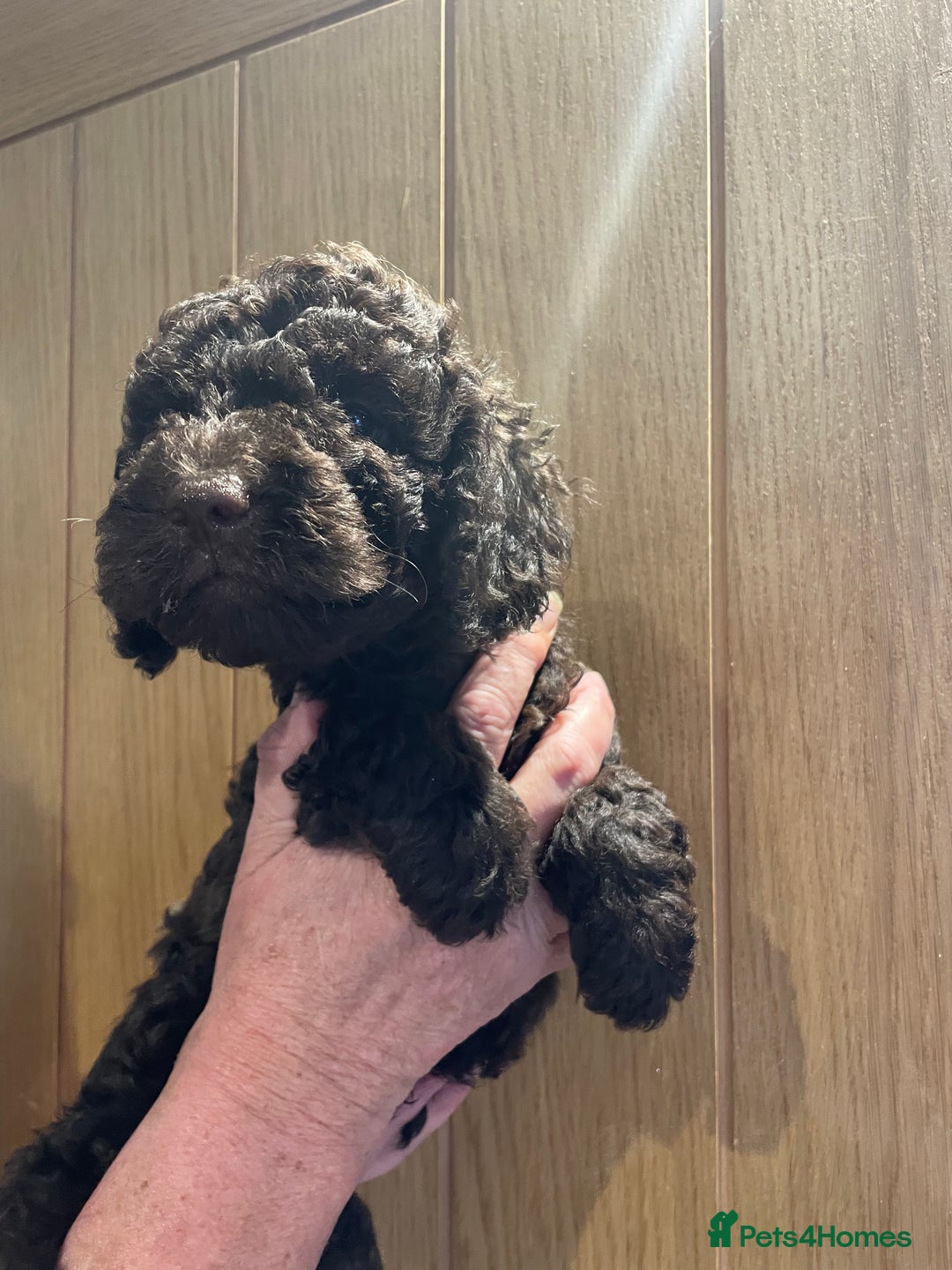 Labradoodle dogs for sale: Mini miniature multigen labradoodle puppies in Chard - Image 11