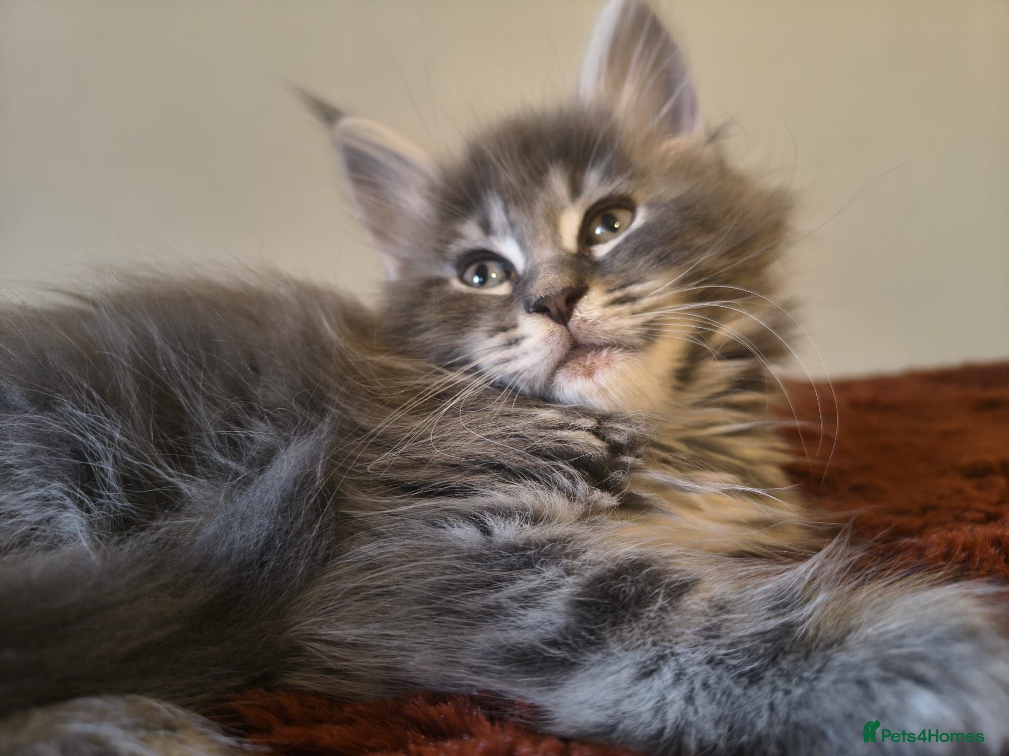 Maine Coon cats Tica registered Maine coon kittens - Advert 1