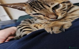 Bengal cats for sale: Male Bengal kitten  - Image 6