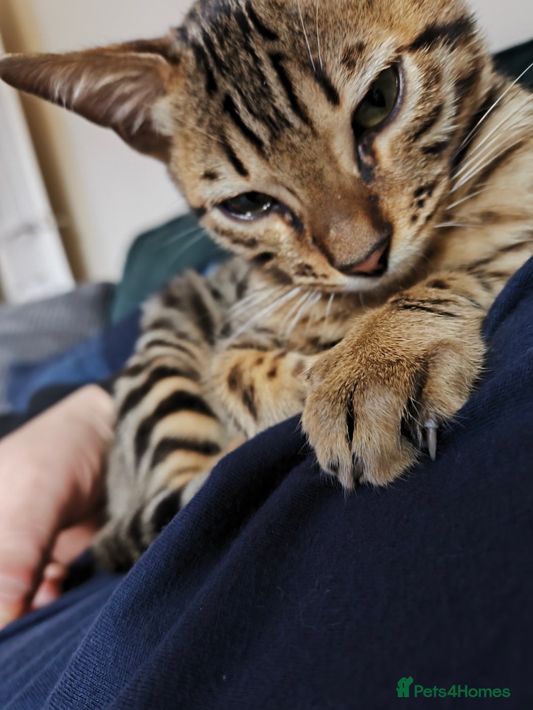 Bengal cats for sale: Male Bengal kitten  - Image 6