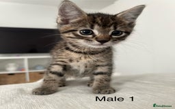Mixed Breed cats for sale: 2 tabby kittens for sale female and male £150 each - Image 4