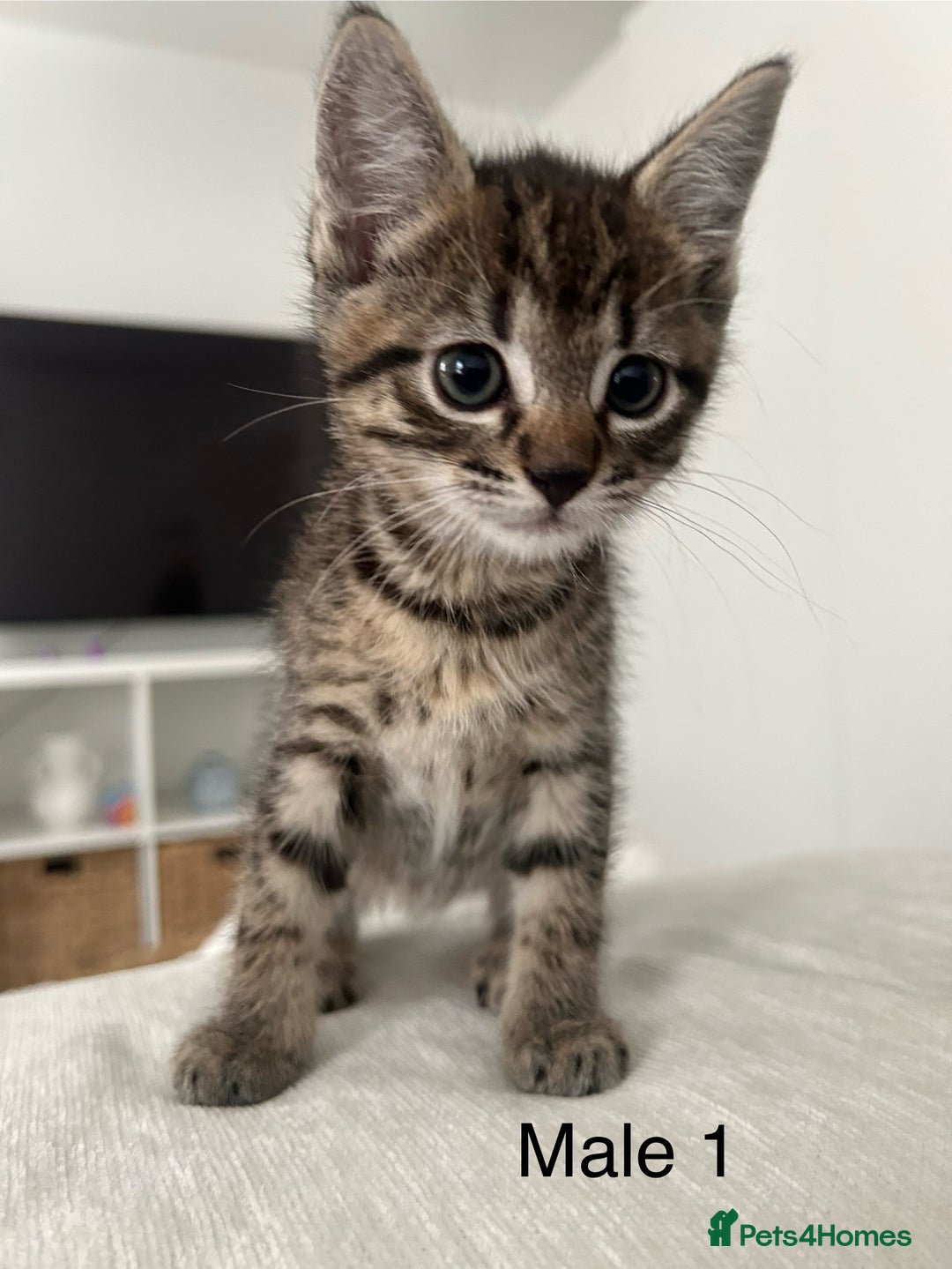 Mixed Breed cats for sale: 2 tabby kittens for sale female and male £150 each - Image 4