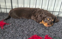 Miniature Dachshund dogs for sale: Amazing longhaired Miniature Dachshunds - Image 12