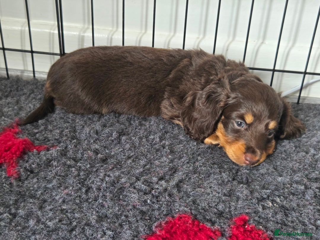 Miniature Dachshund dogs for sale: Amazing longhaired Miniature Dachshunds - Image 12
