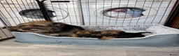 Border Terrier dogs for sale: Stunning Border Terrier Pups - Advert 3