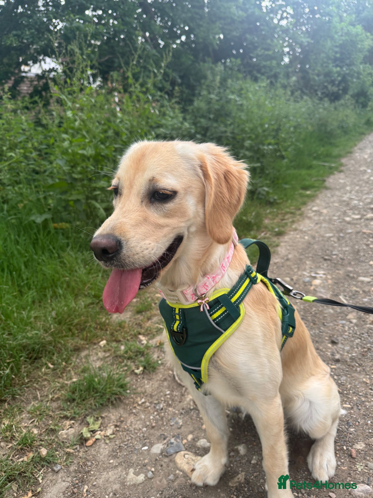 Golden Retriever dogs 6 Month Golden Retriever- KC reg  - Advert 6