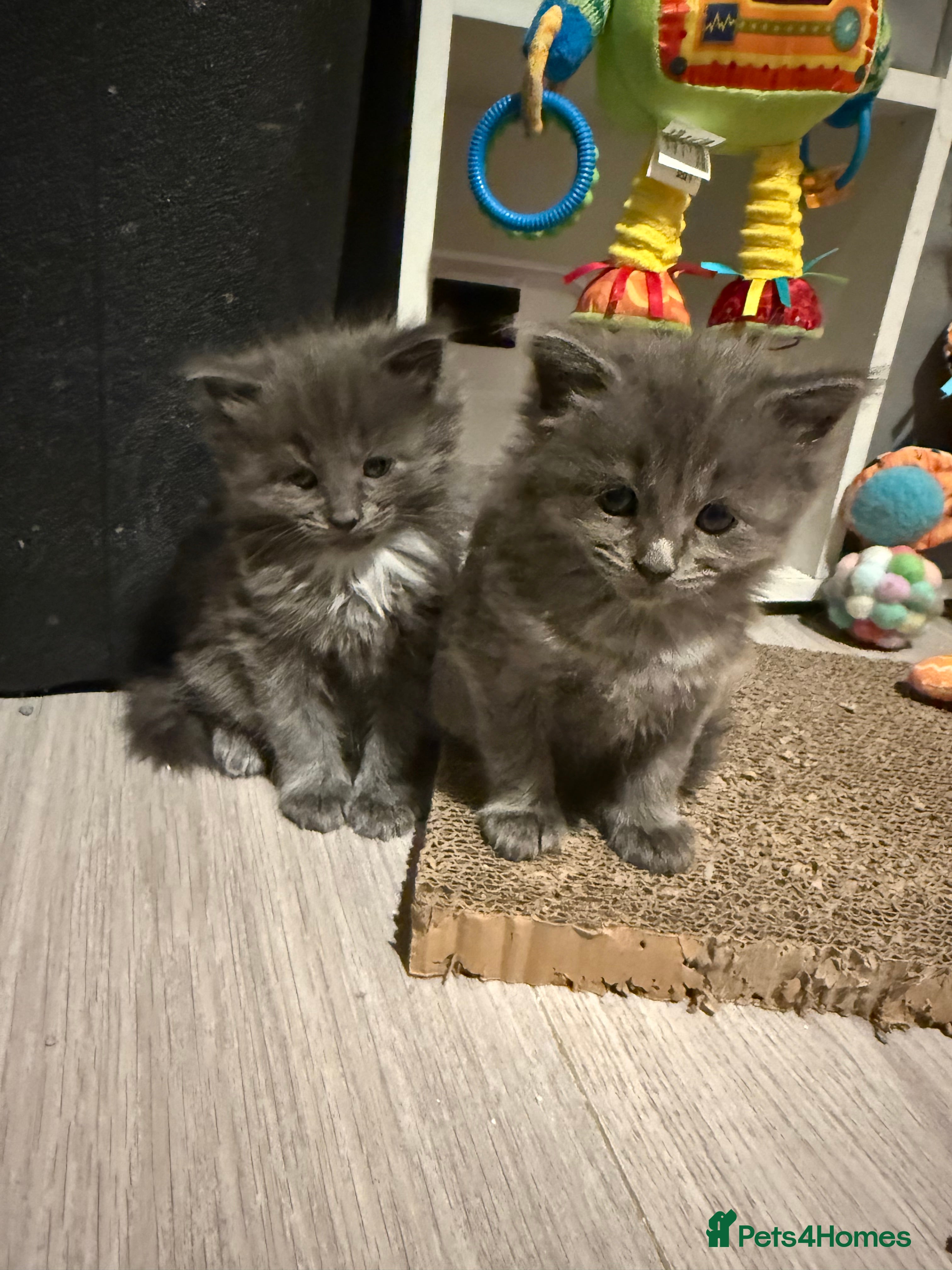 Ragcoon cats Stunning RAGCOON Kittens  - Advert 1