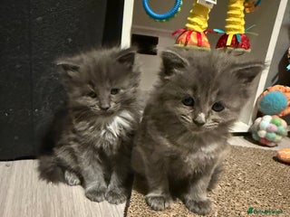 Ragcoon cats Stunning RAGCOON Kittens - Advert 2