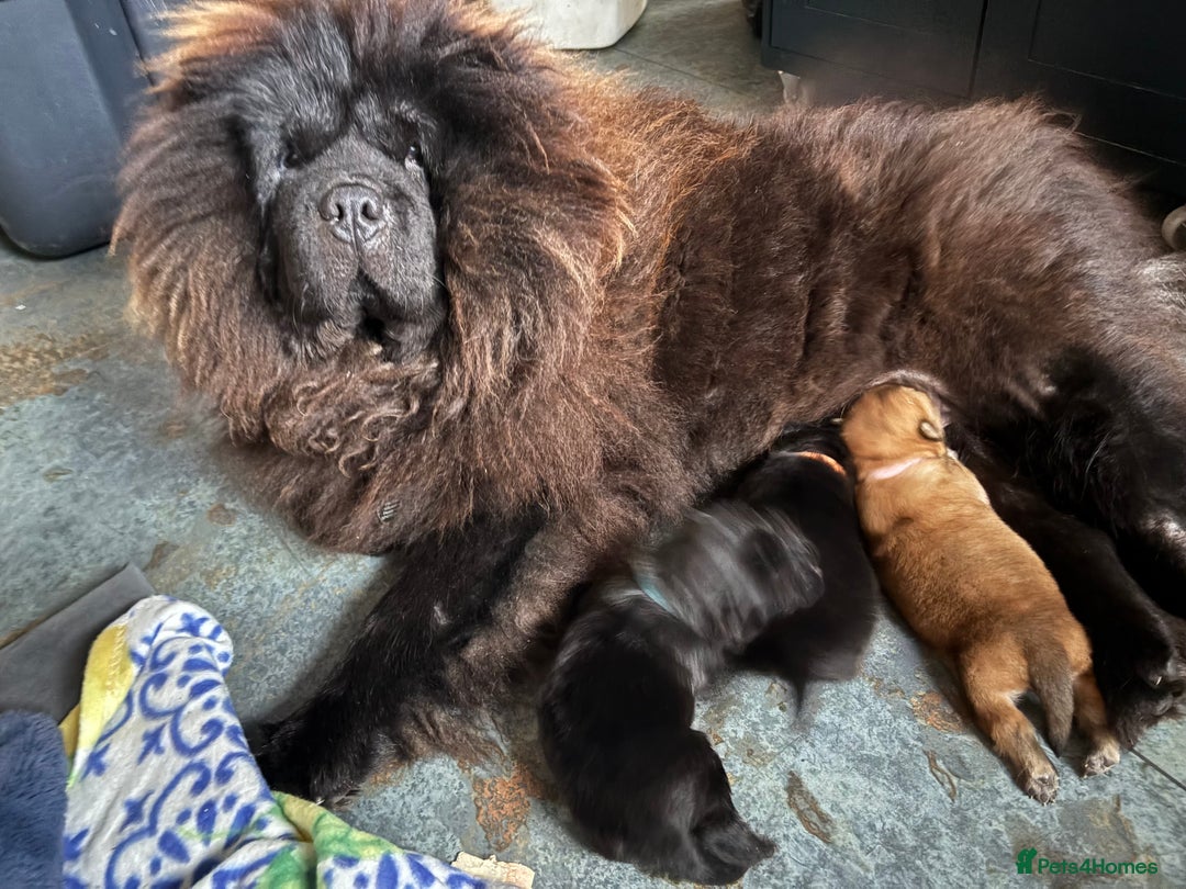 Chow Chow dogs for sale: Baby chow chows  - Image 17