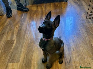 Belgian Shepherd Dog dogs 1 girl left belgian malinois - Advert 14