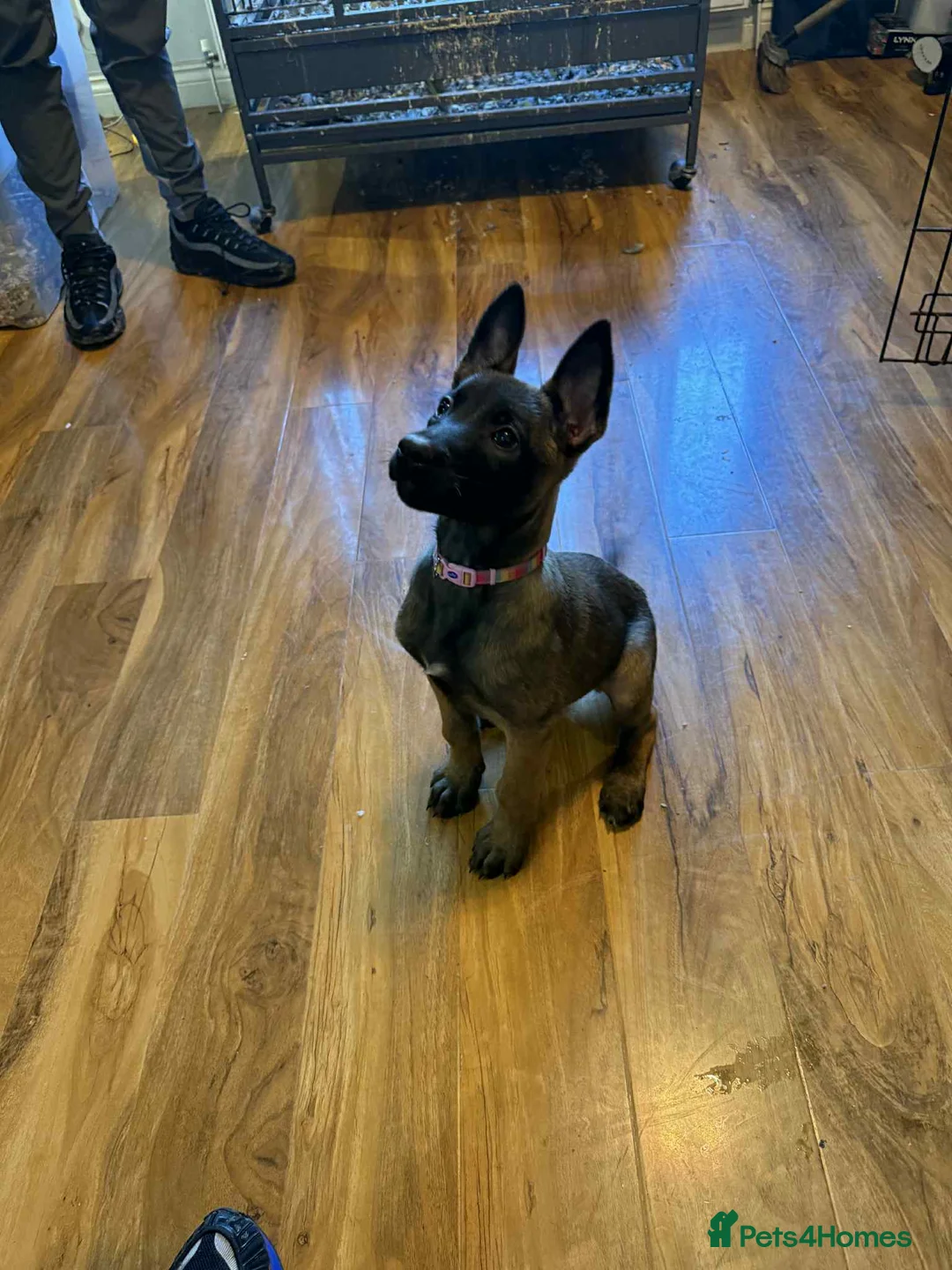 Belgian Shepherd Dog dogs for sale:  1 girl left belgian malinois - Advert 1