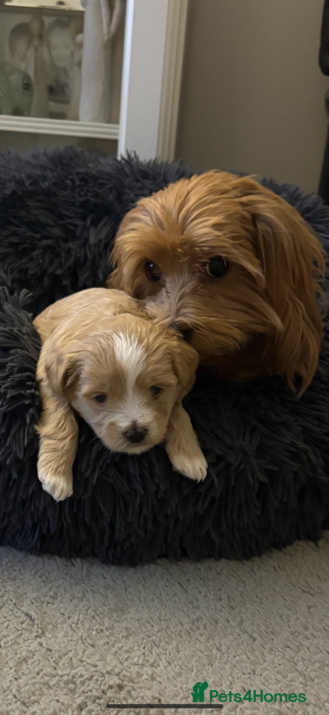 Maltipoo dogs for sale: Maltipoo  - Image 4