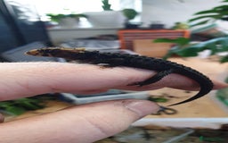 Skink reptiles for sale: CB2025 Red Eyed Crocodile Skinks - Image 3