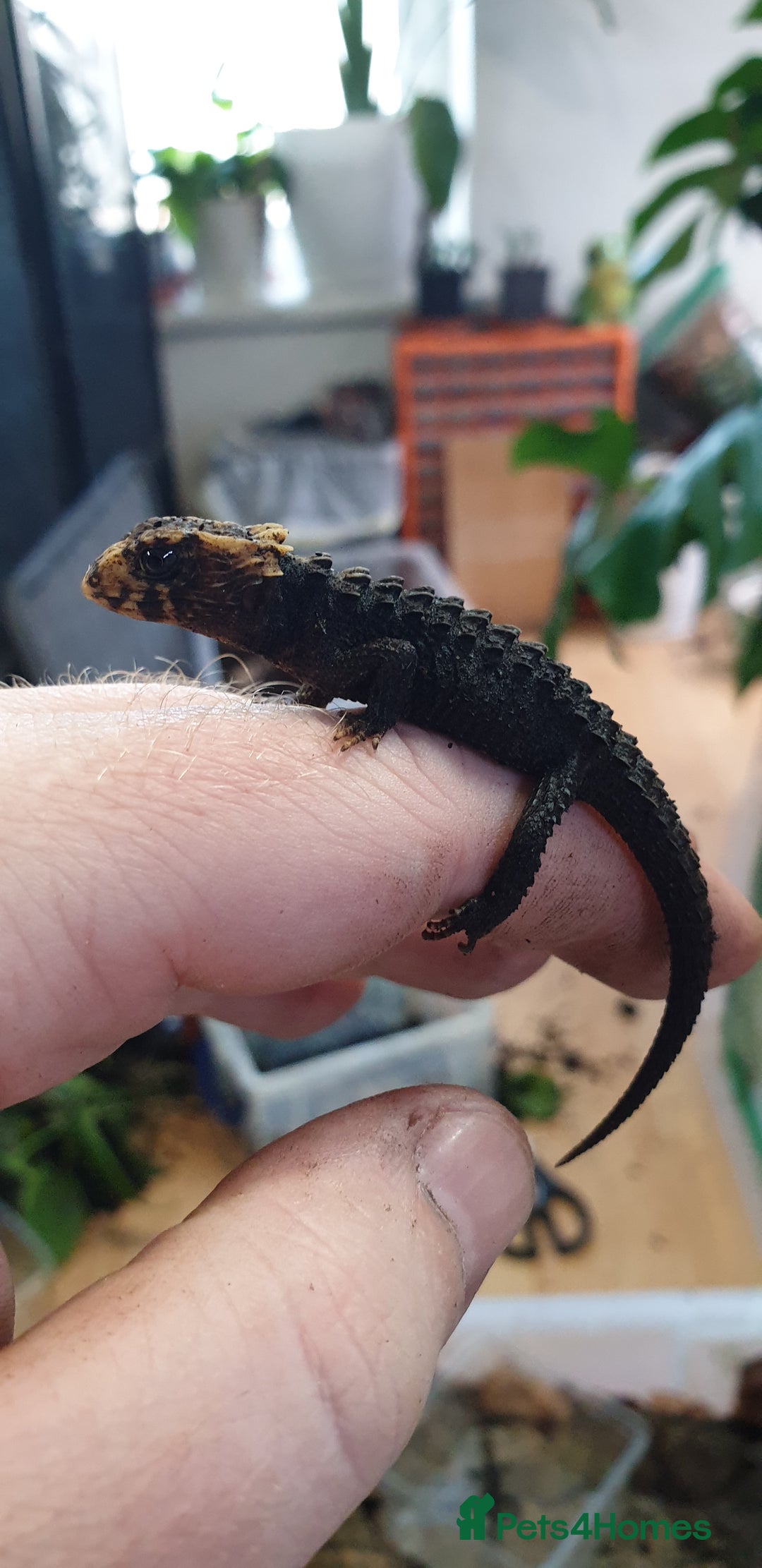 Skink reptiles for sale: CB2025 Red Eyed Crocodile Skinks - Image 3