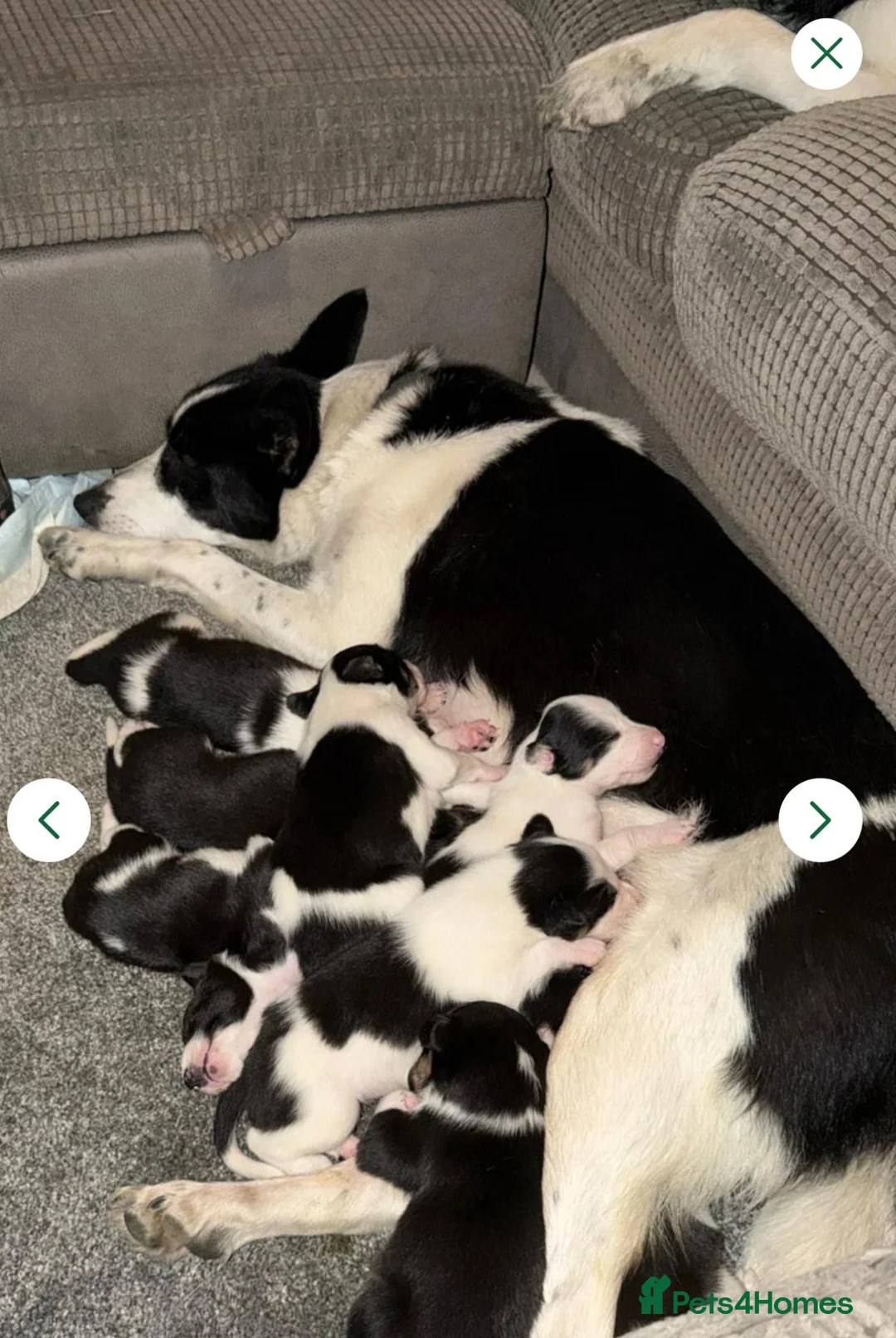 Mixed Breed dogs for sale: Mabon🐶  in Llanelli - Advert 2
