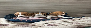 Beagle 3