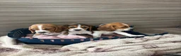 Beagle dogs for sale: Beagle puppy’s  in Doncaster - Advert 10