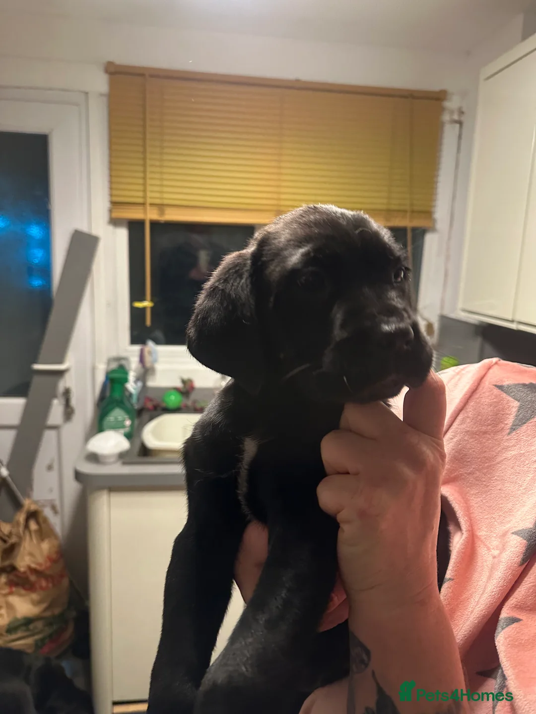 Cane Corso dogs for sale: Mr A Hendy - Advert 7