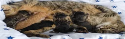 Mixed Breed cats for sale: ❤️ Bengal Tortoiseshell mix litter of 3 Girls ❤️  - Advert 16