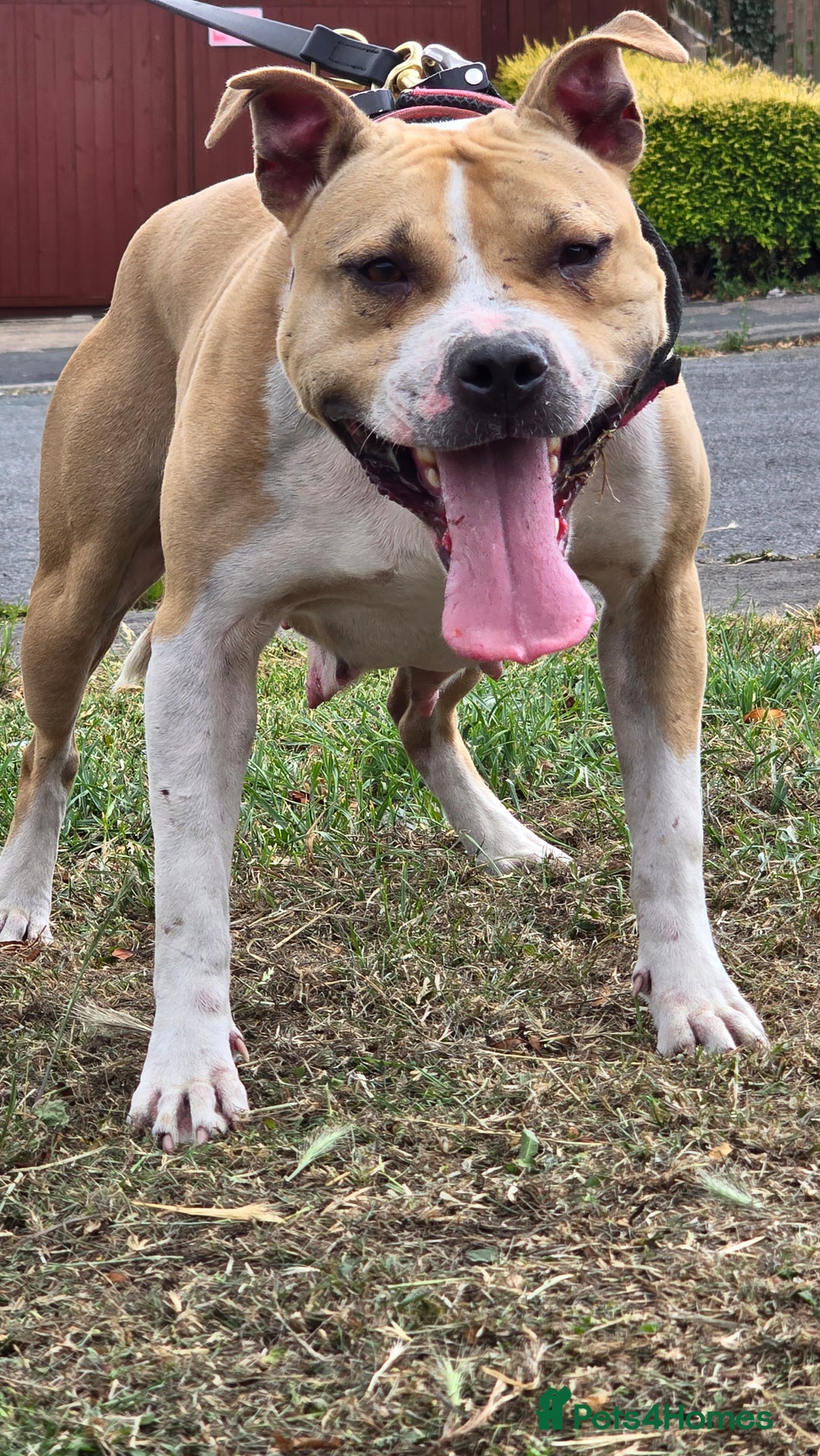 Mixed Breed dogs for sale: Bullherders top working lines  - Advert 31