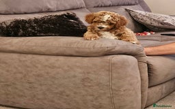 Mixed Breed dogs for sale: Gorgeous puppies for sale - Advert 27