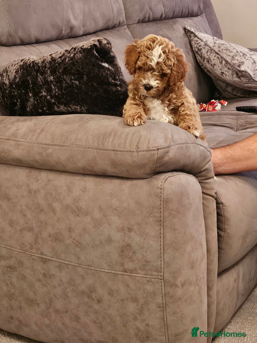 Mixed Breed dogs for sale: Gorgeous puppies for sale - Advert 27