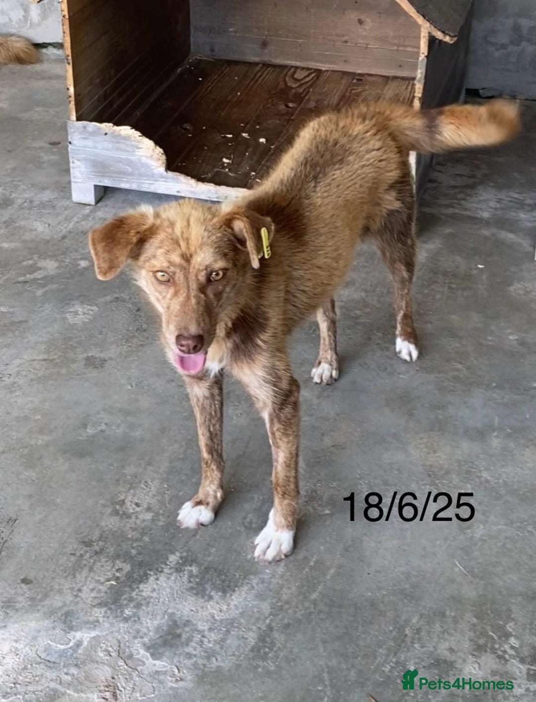 Mixed Breed dogs for adoption: Miriam, 14 months approx. Available for adoption. - Image 1