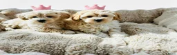 Maltipoo dogs for sale: Maltipoo puppys  - Advert 3