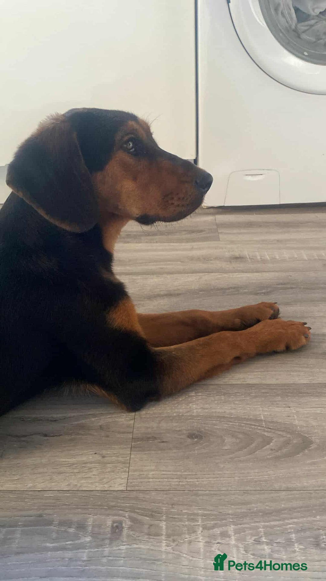 Mixed Breed dogs for adoption: AUTUMN - leaves a mark in your heart! - Image 3
