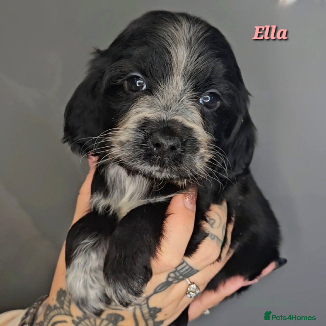 Cocker Spaniel dogs for sale: Exceptional Pedigree Show Type English Cockers  - Image 35