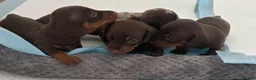 Miniature Dachshund dogs for sale: miniature dashhounds kc registered  - Advert 5