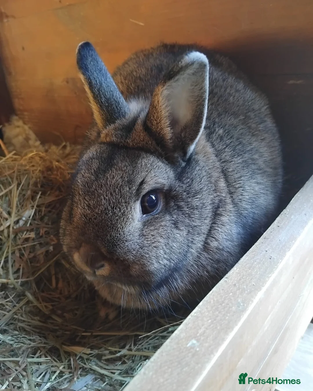 Netherland Dwarf rabbits for sale: Netherland Dwarf Kits  - Advert 14