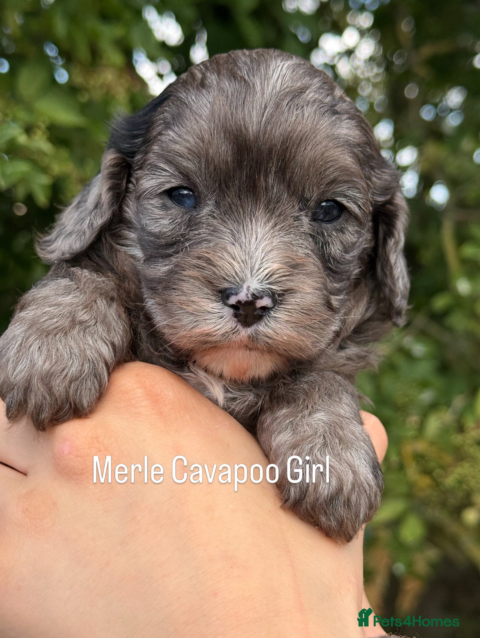 Cavapoo dogs F1 Cavapoo’s with Merles  - Advert 1
