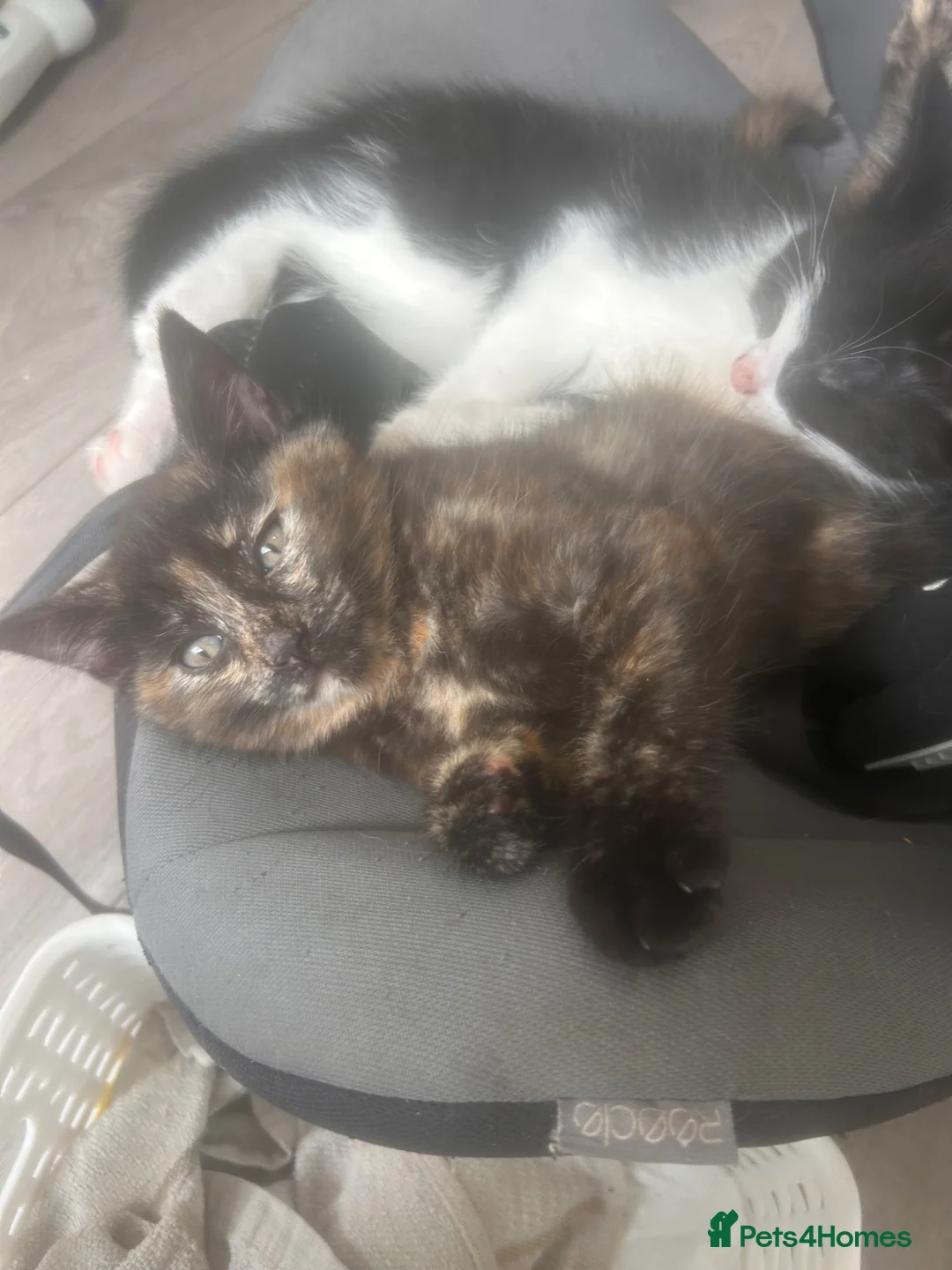 Maine Coon cats for sale: 1 female kitten 8 weeks old 1/4 main coon breed in Warrington - Advert 2